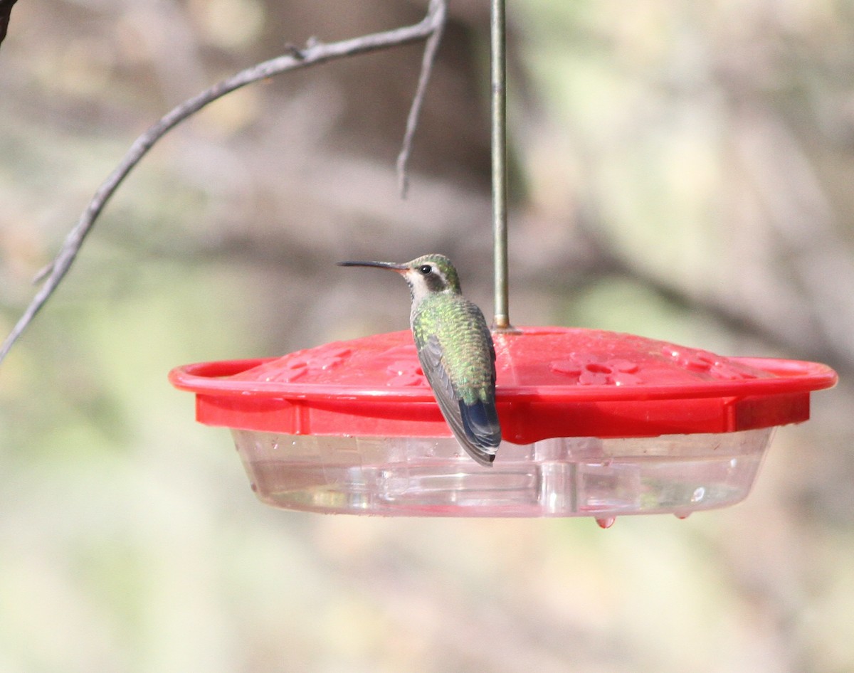 Broad-billed Hummingbird - ML471205831
