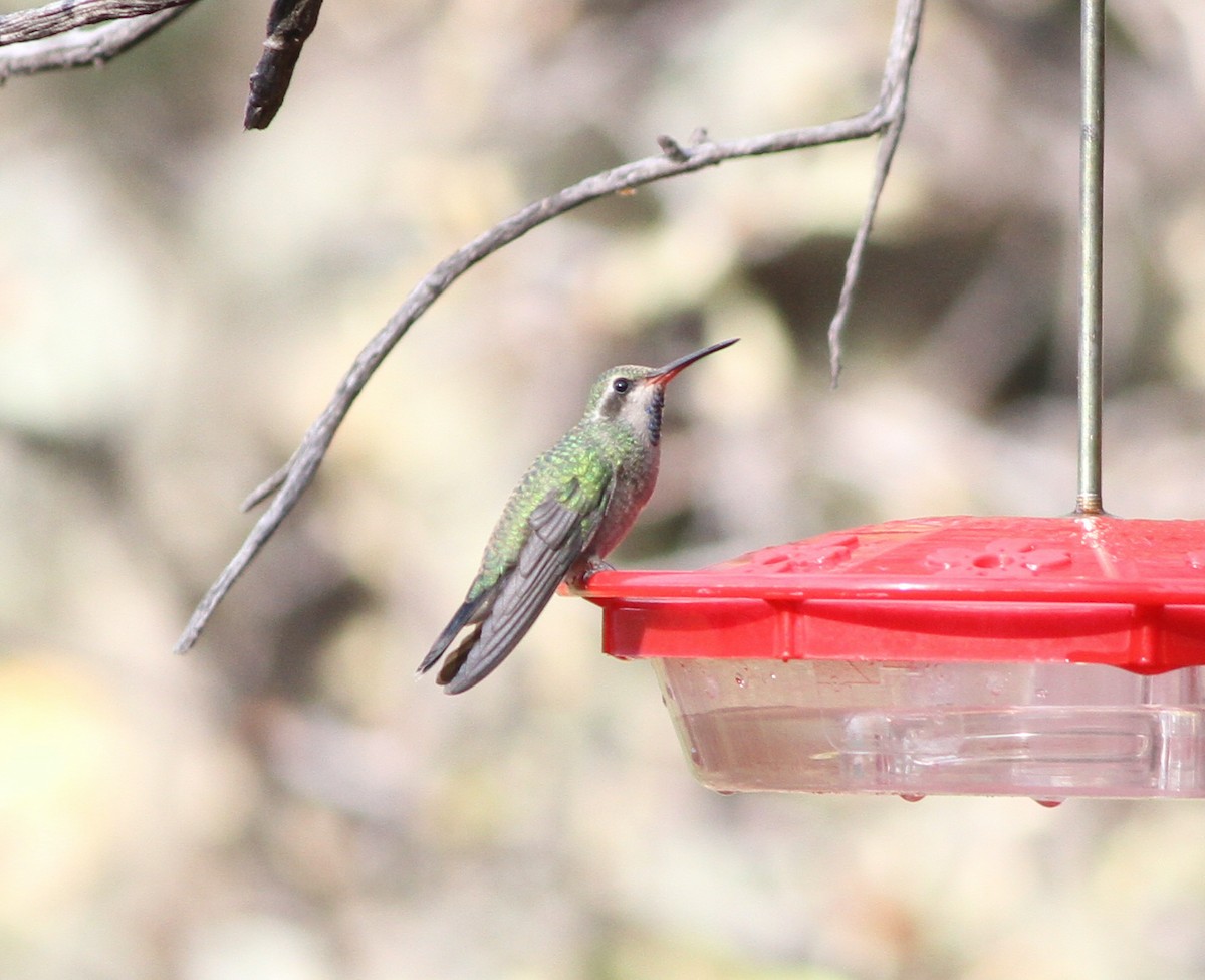 Broad-billed Hummingbird - ML471205841