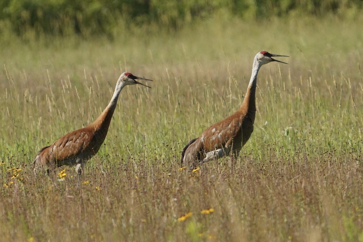 Sandhill Crane - Cliff Halverson