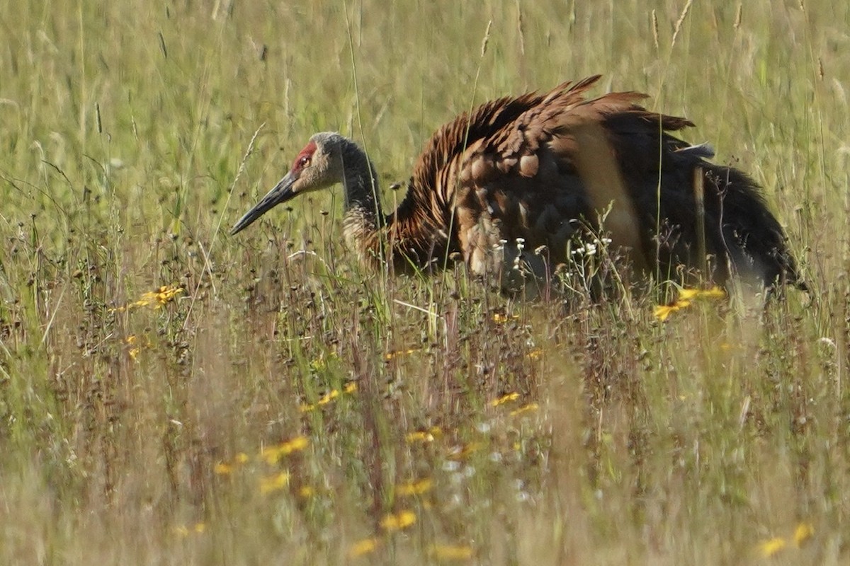 Sandhill Crane - Cliff Halverson