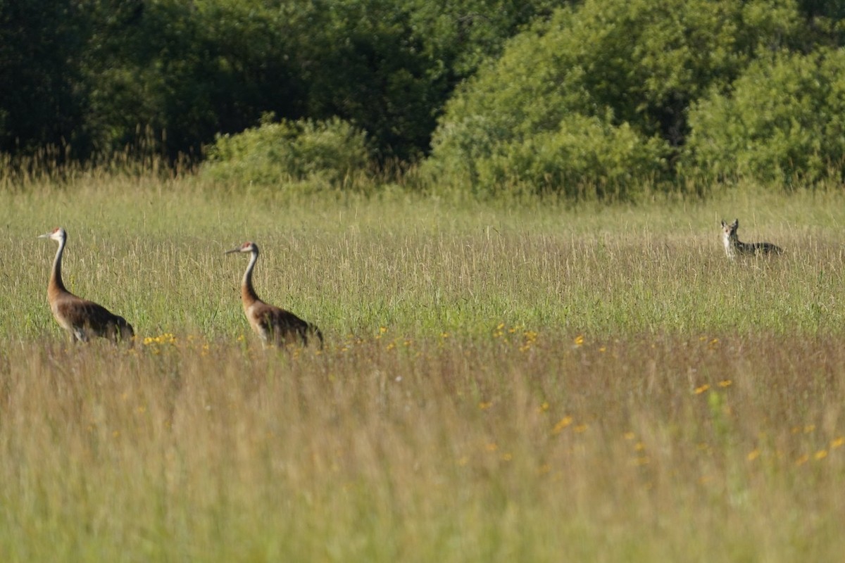 Sandhill Crane - ML471207351