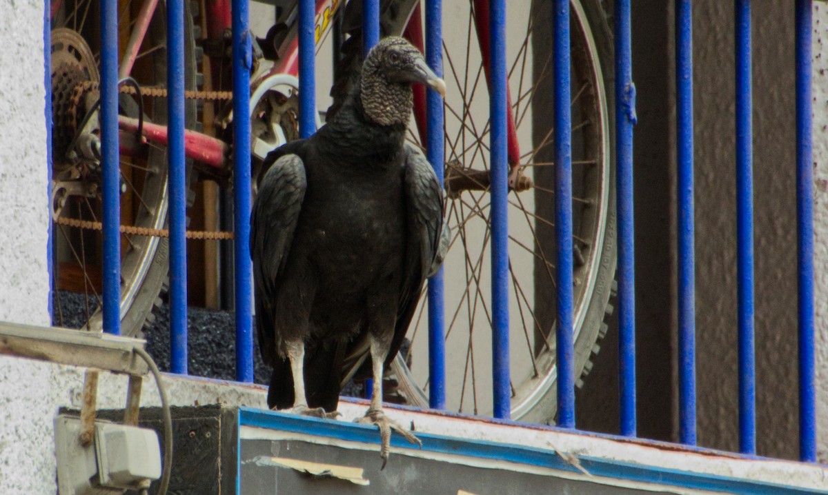 Black Vulture - ML471208361