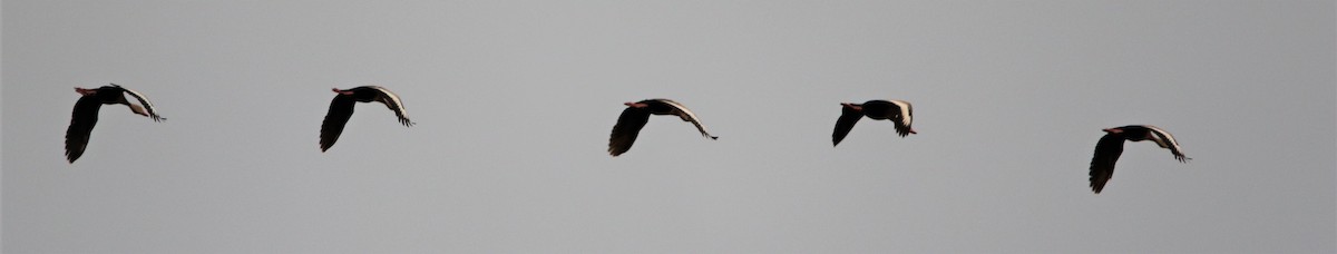 Black-bellied Whistling-Duck - Daniel Lebbin