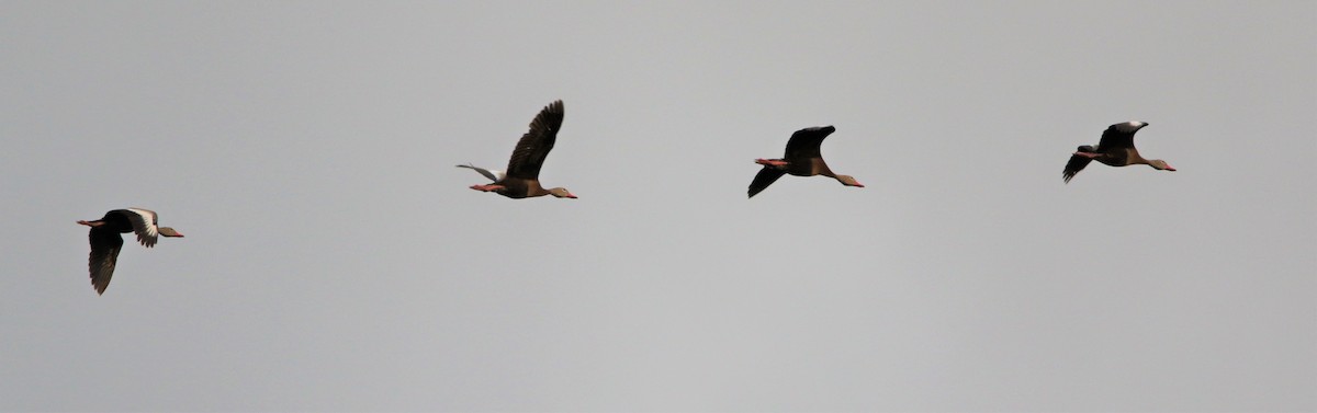 Black-bellied Whistling-Duck - ML471208451