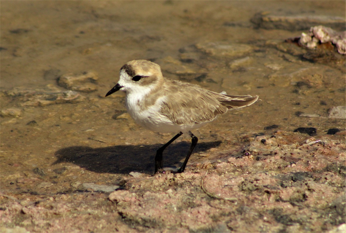 Puna Plover - ML47120871