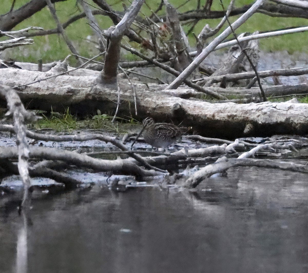 Wilson's Snipe - Scott Sneed