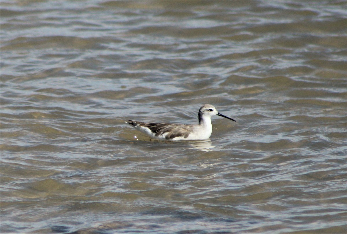 Wilson's Phalarope - Matías Garrido 🐧