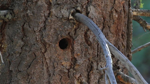 Red-breasted Sapsucker - ML471210