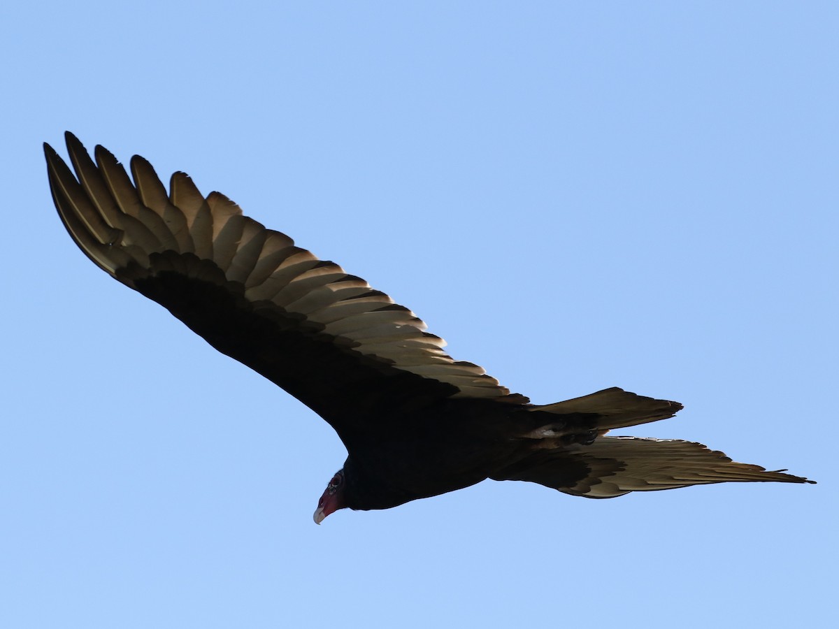 Turkey Vulture - ML471211101