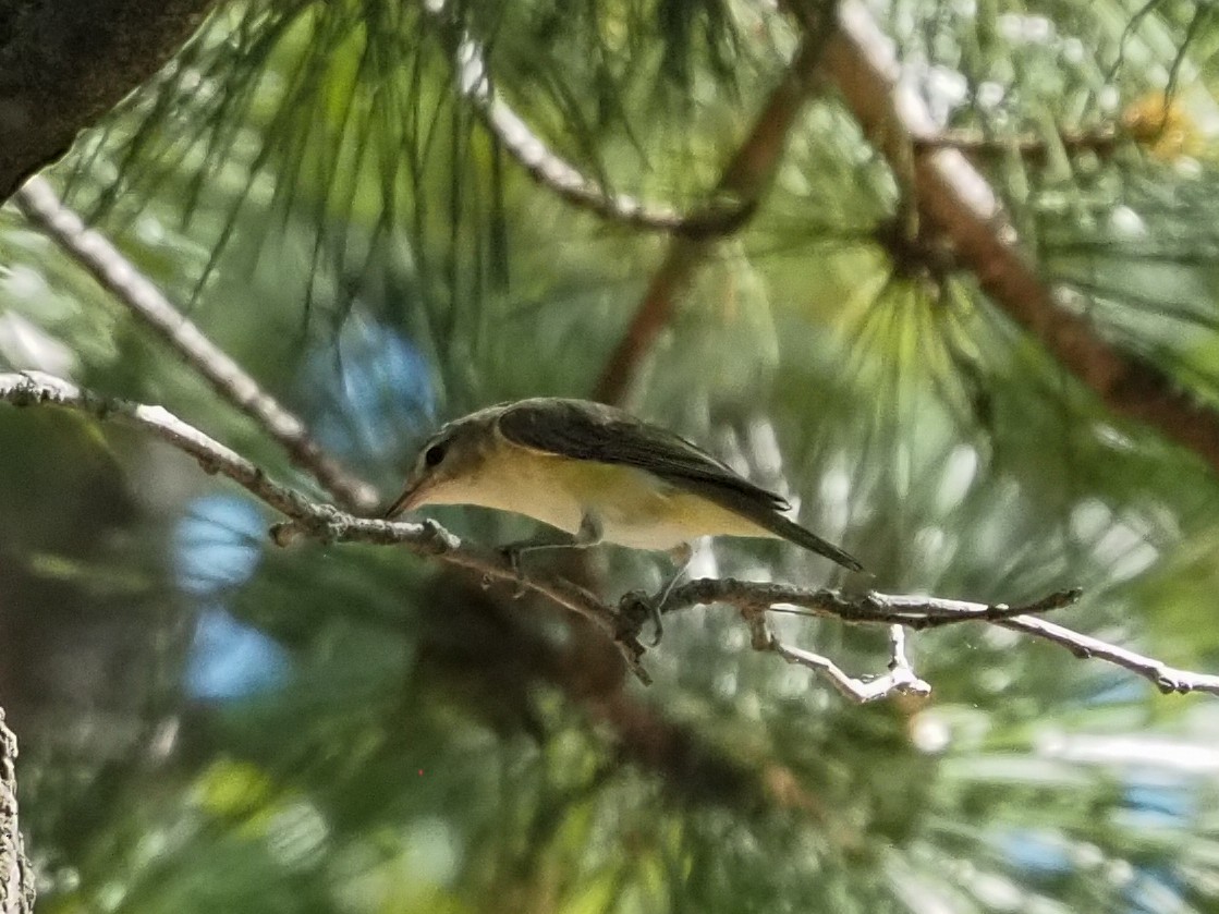 Red-eyed Vireo - ML471211641