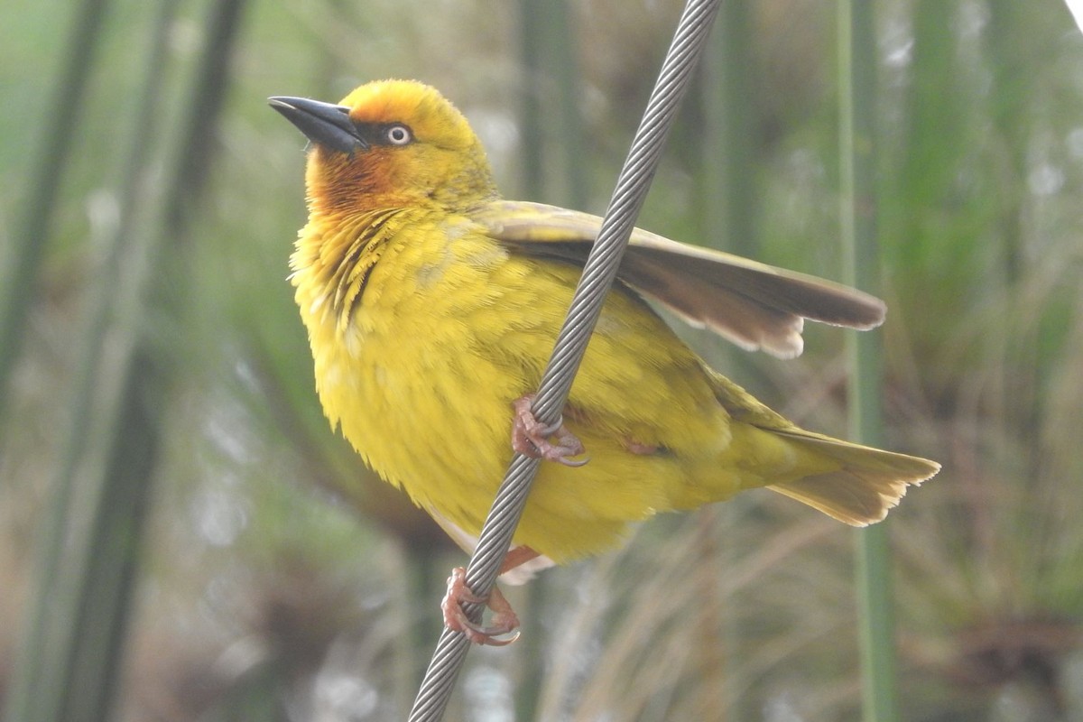 Cape Weaver - Dieter Oschadleus