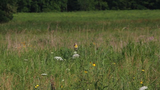 Dickcissel - ML471214