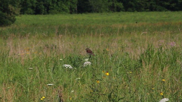 Dickcissel - ML471215