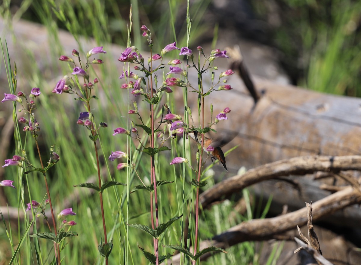 Rufous Hummingbird - ML471215941