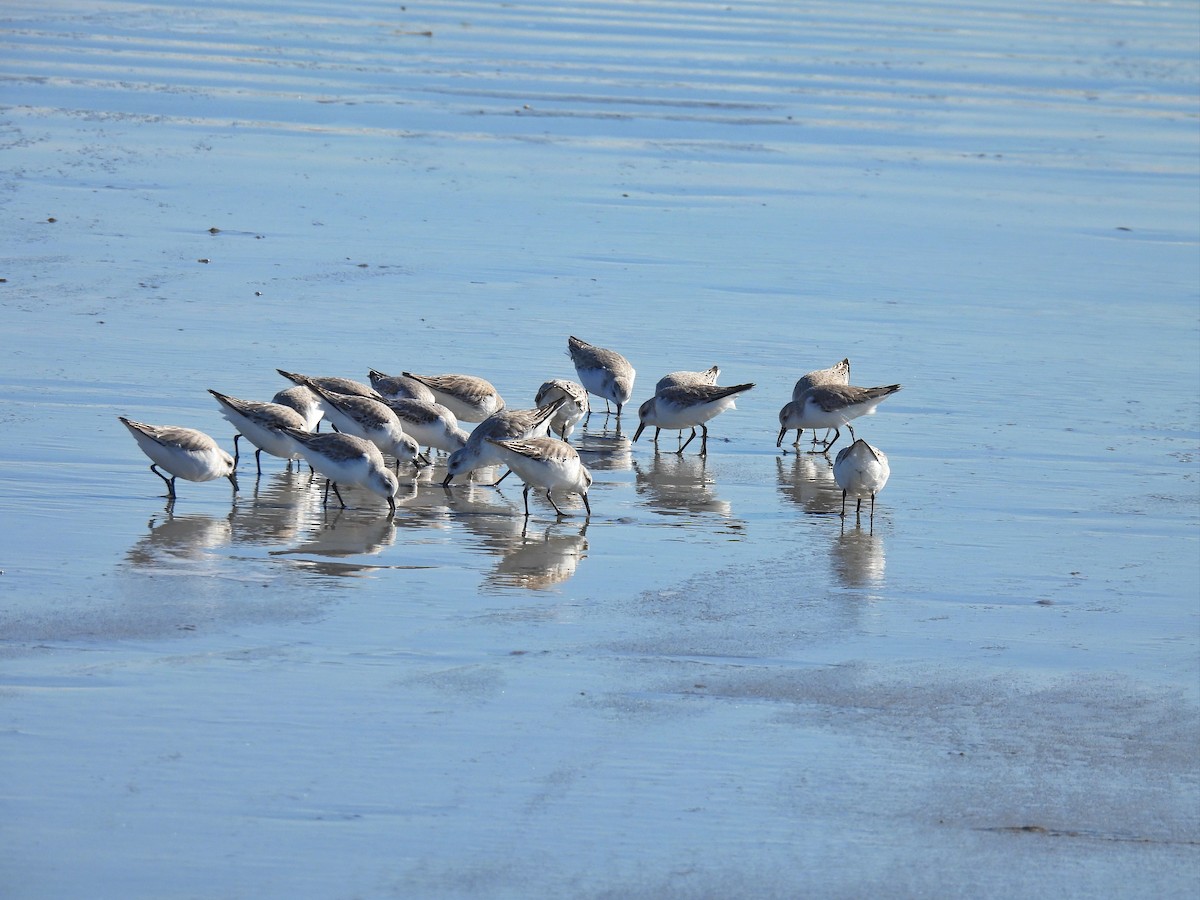 Sanderling - ML471216291