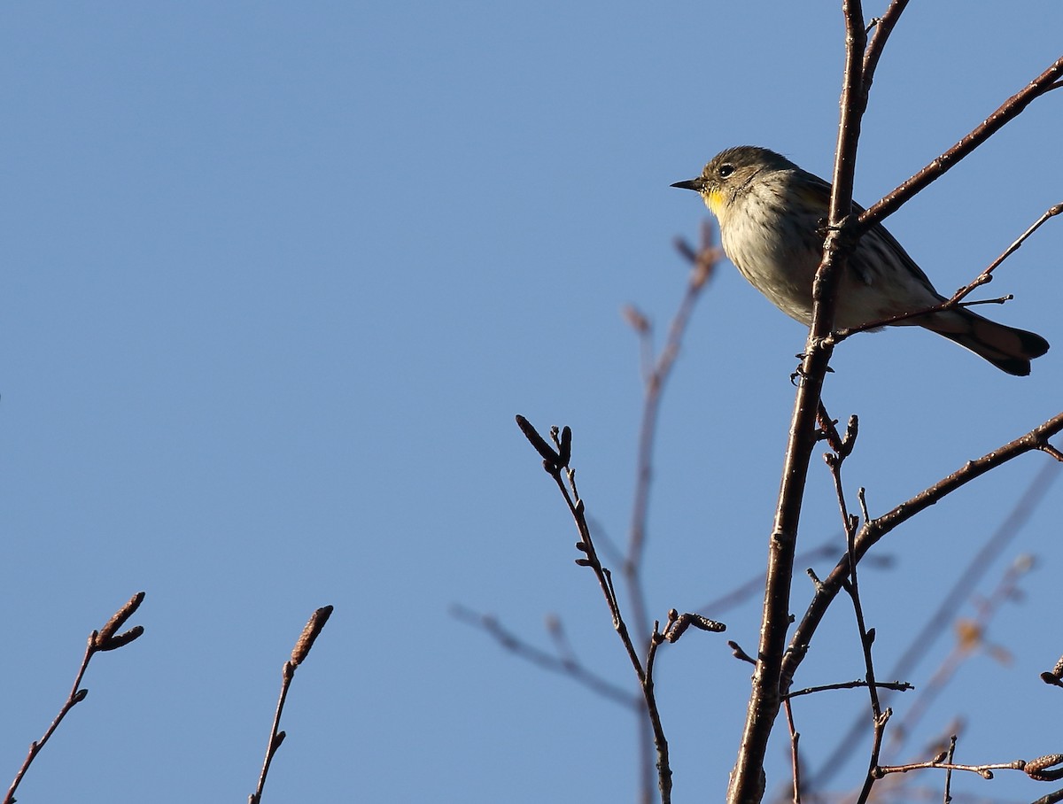 Yellow-rumped Warbler - ML47121811