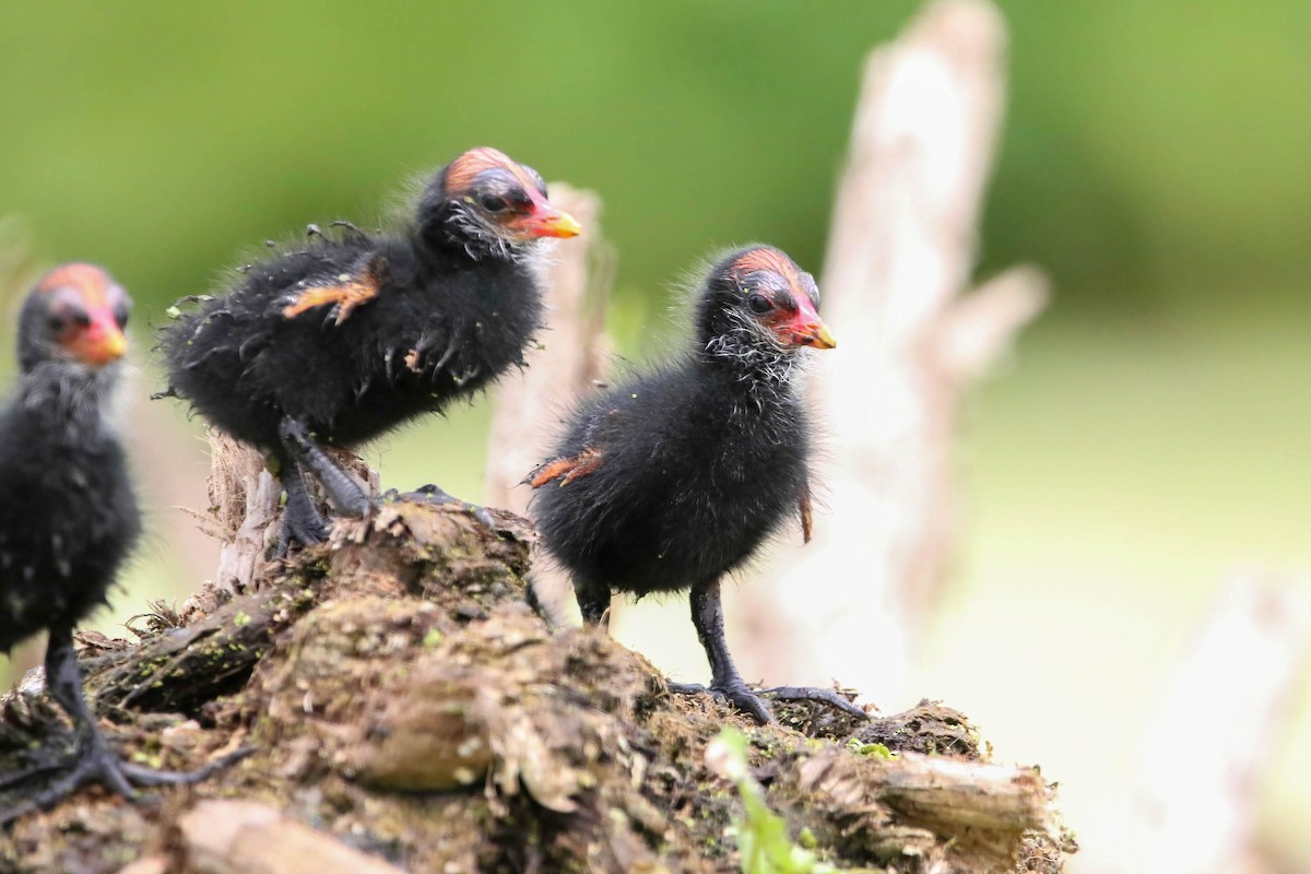 Common Gallinule - ML471219421