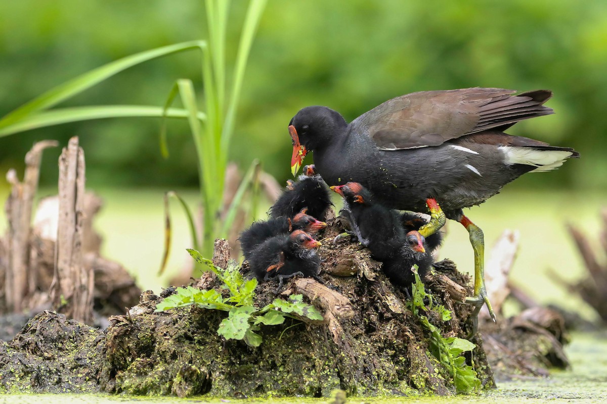 Common Gallinule - ML471219461