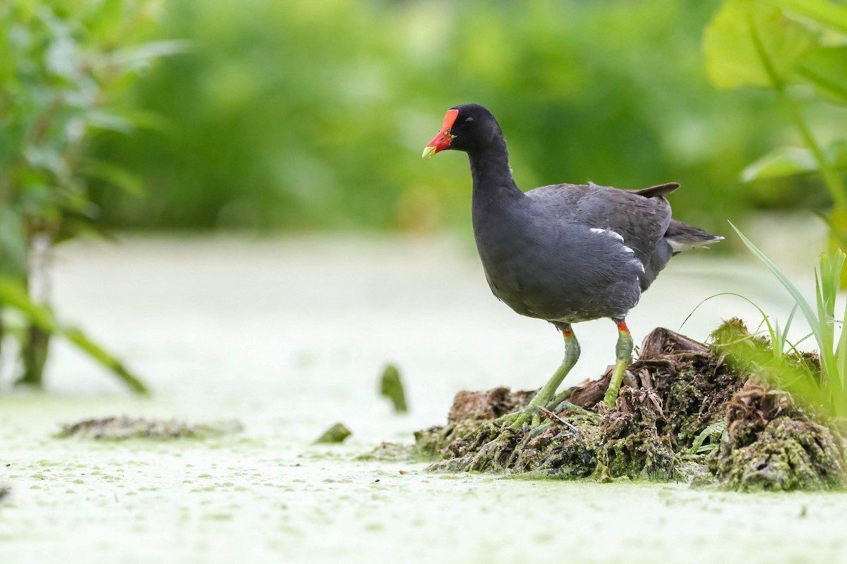 Common Gallinule - ML471219511