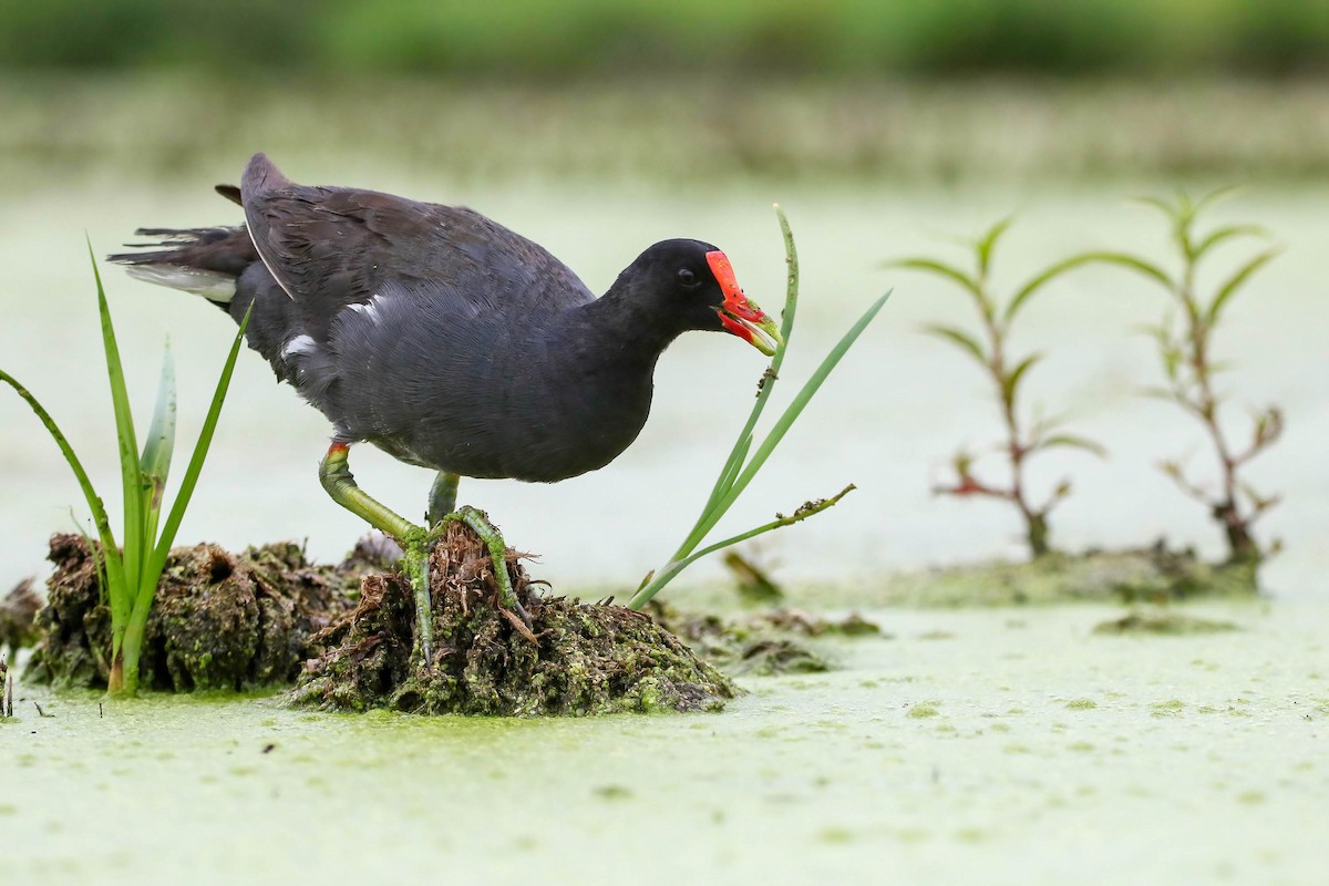 Common Gallinule - ML471219531