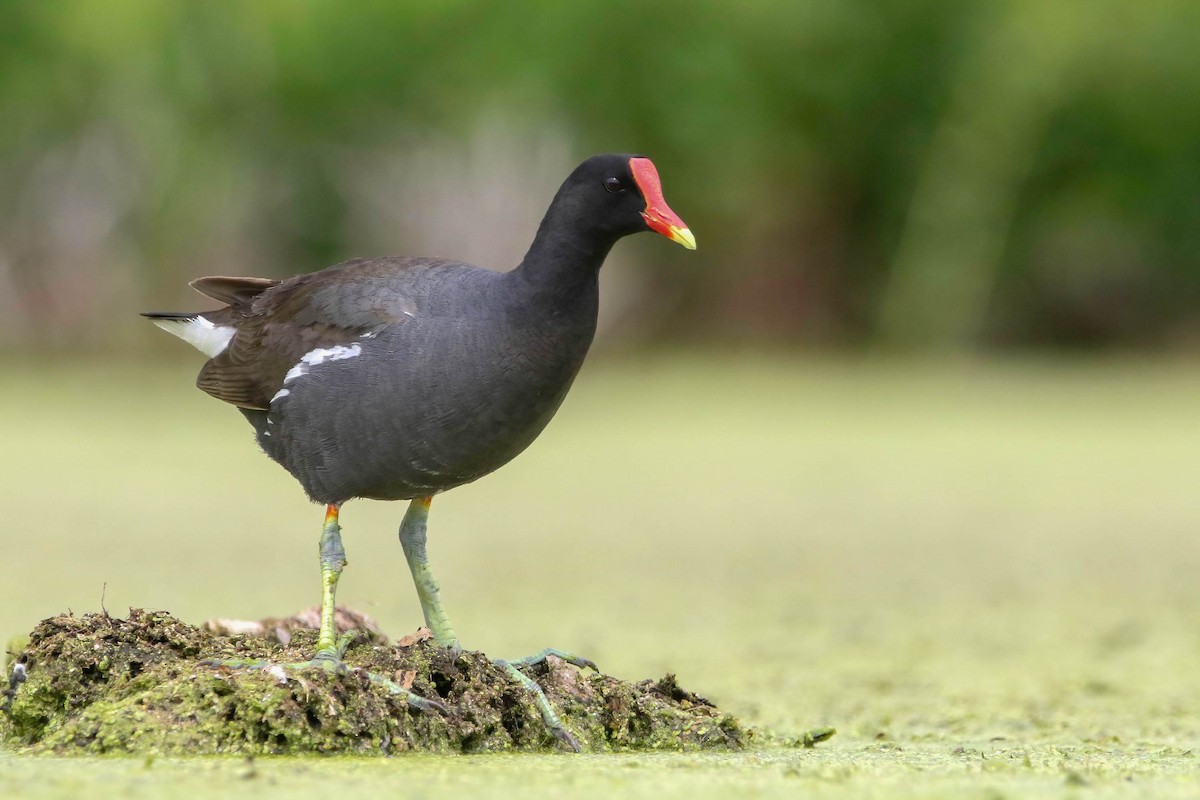 Common Gallinule - ML471219611