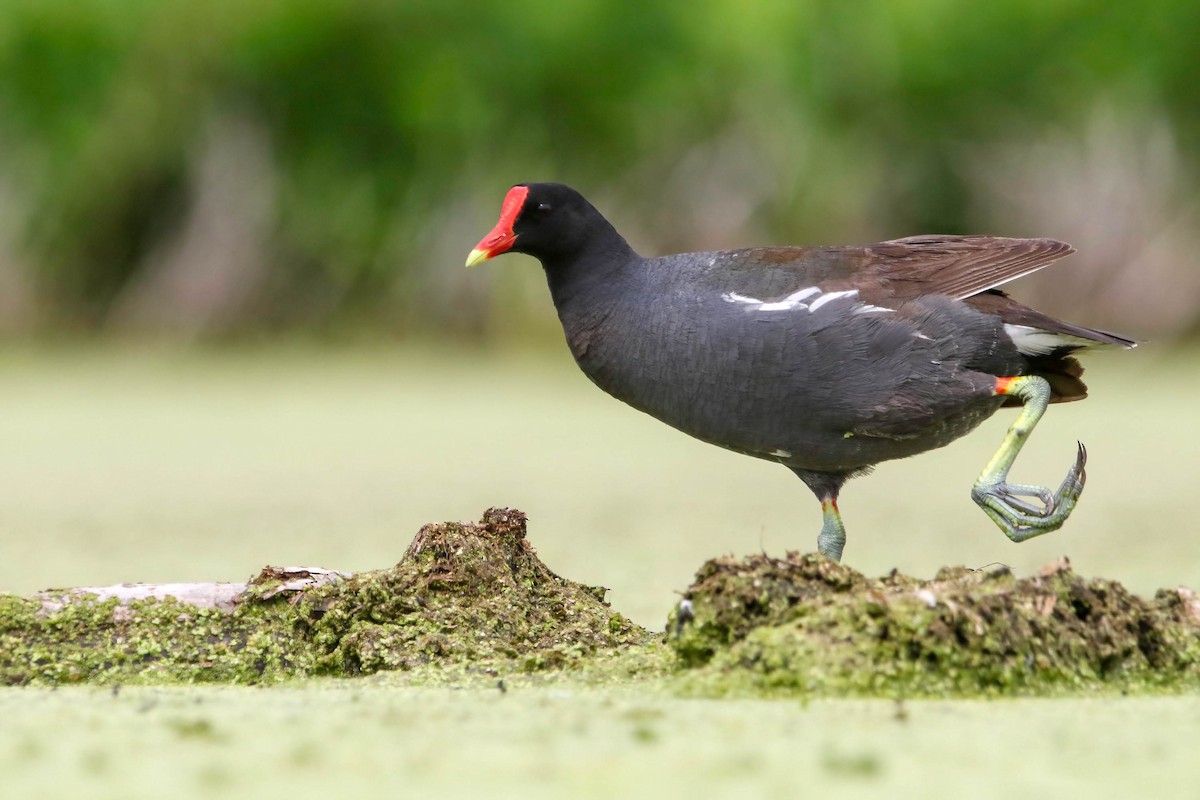 Common Gallinule - Joseph Malott