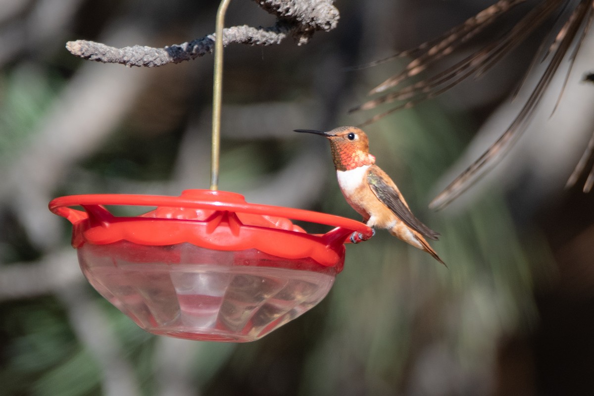 Rufous Hummingbird - ML471220321