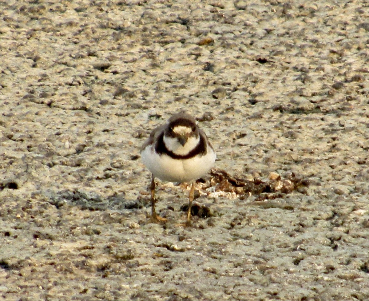 Semipalmated Plover - ML471222261