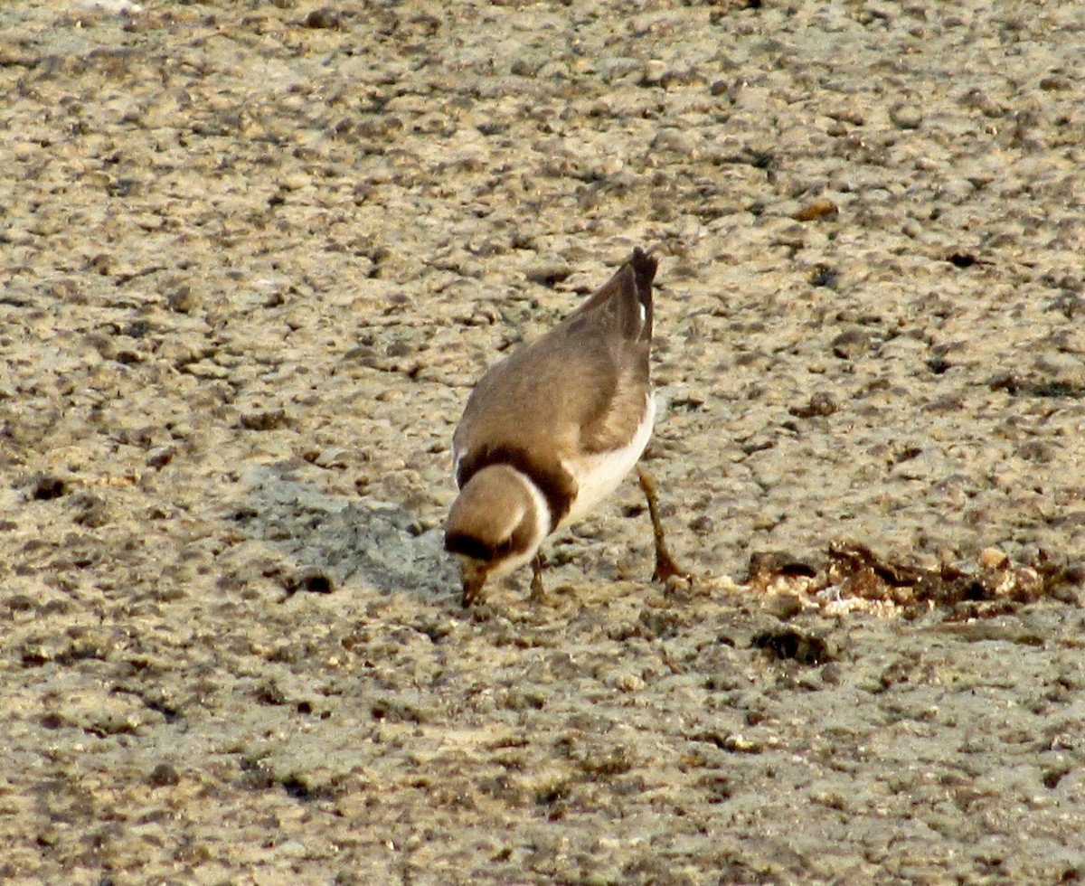 Semipalmated Plover - ML471222271