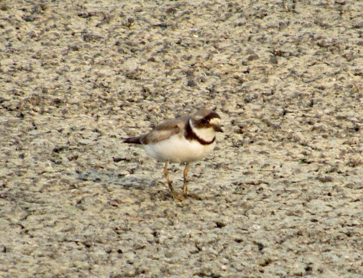 Semipalmated Plover - ML471222341
