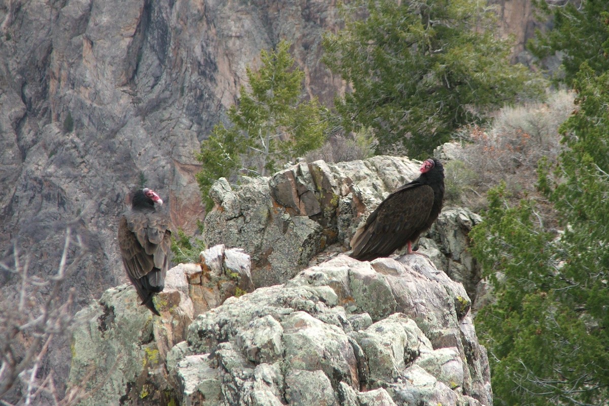 Turkey Vulture - ML47122241