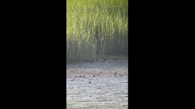 Clapper Rail - ML471222491