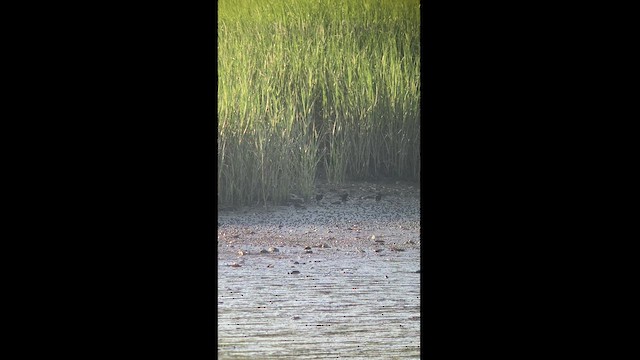 Clapper Rail - ML471222491