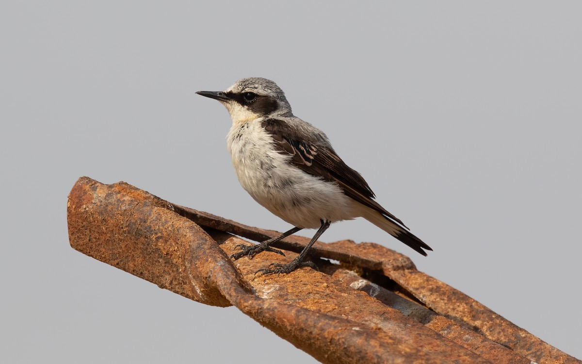 Northern Wheatear (Eurasian) - Miguel Rodríguez Esteban