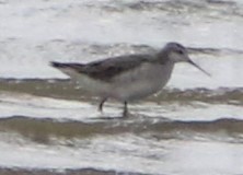 Wilson's Phalarope - ML471225831