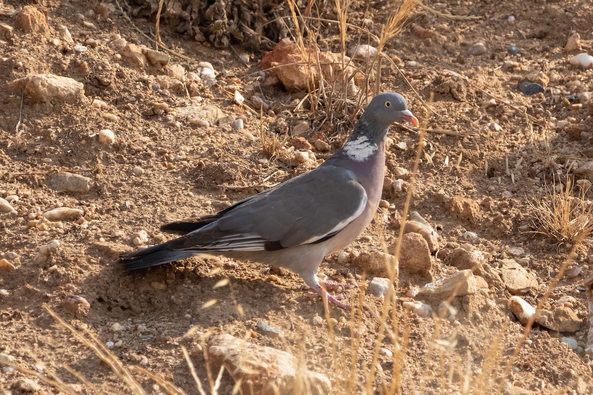 Common Wood-Pigeon - ML471227241