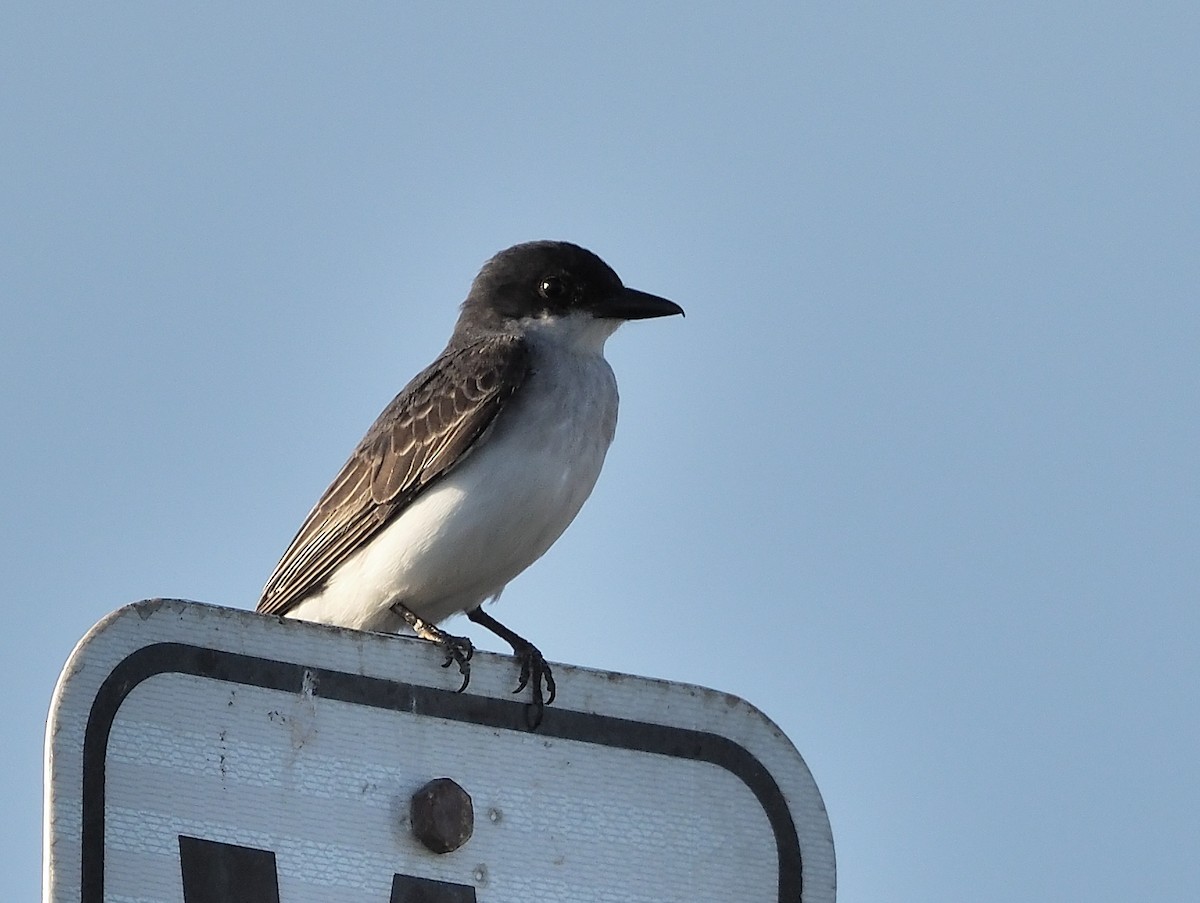 Eastern Kingbird - ML471229351