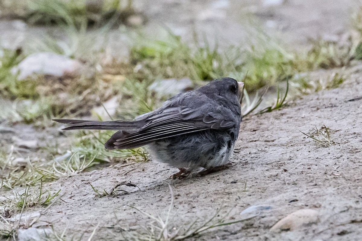 Dark-eyed Junco - ML471229371