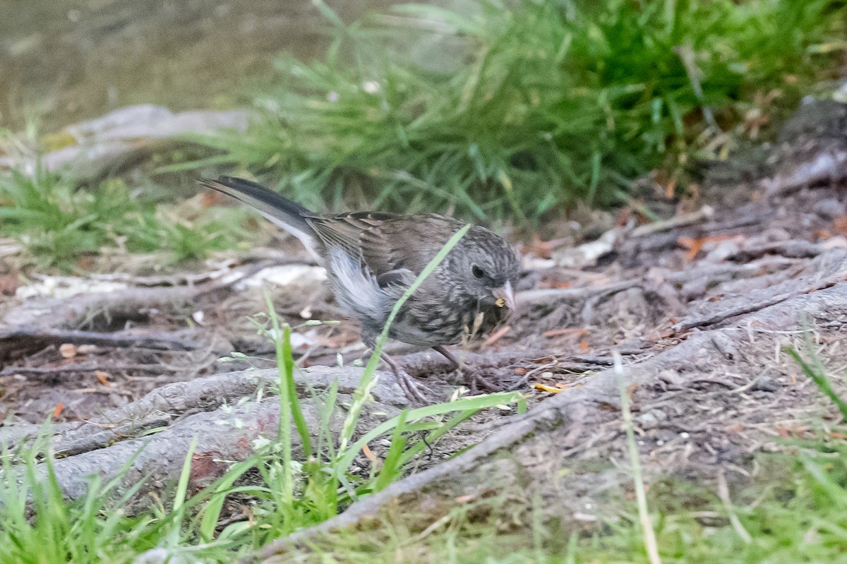 Dark-eyed Junco - ML471229401