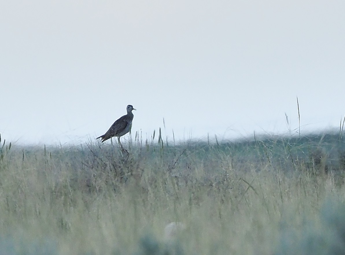 Upland Sandpiper - ML471231711