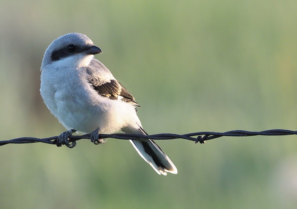 Loggerhead Shrike - ML471231821