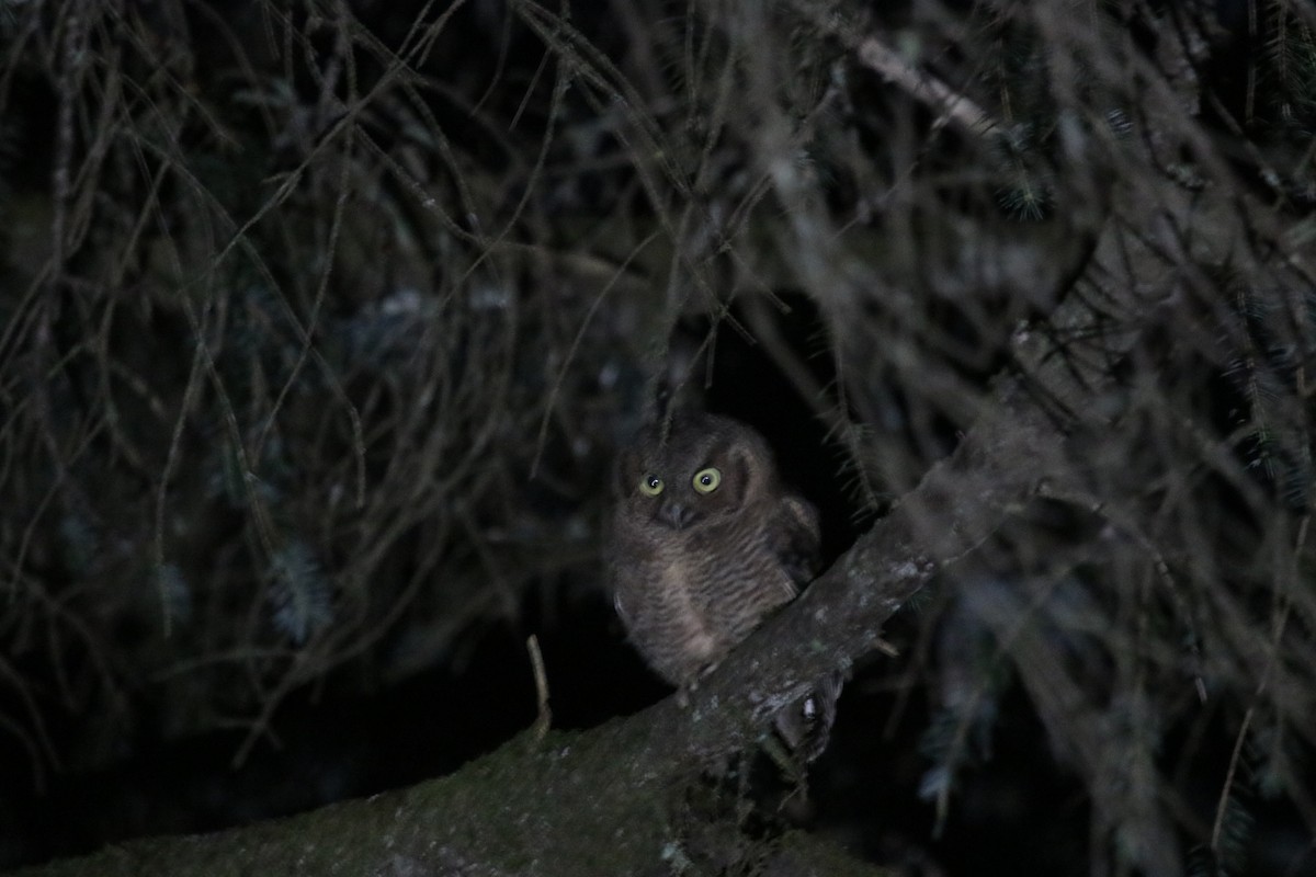 Western Screech-Owl - ML471233061