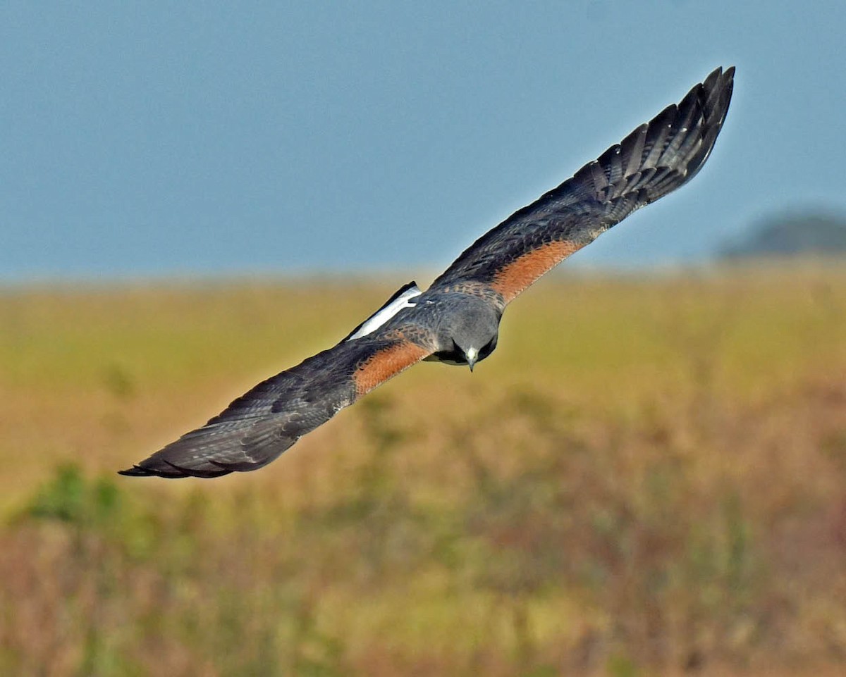 White-tailed Hawk - ML471233761