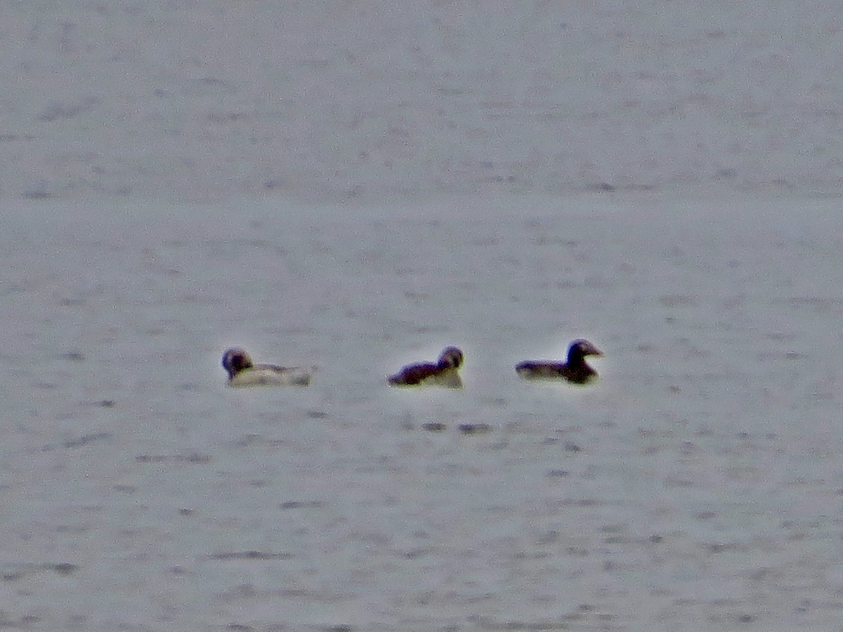 Long-tailed Duck - ML471234321