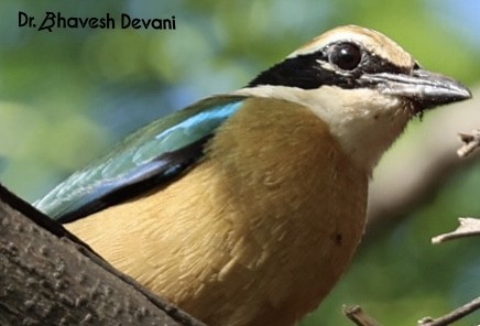 Indian Pitta - ML471235451