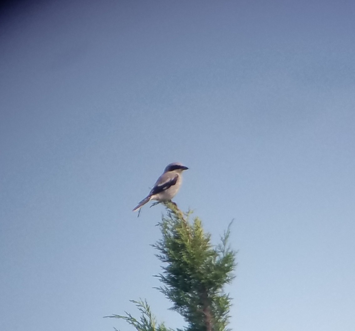 Loggerhead Shrike - ML471235511