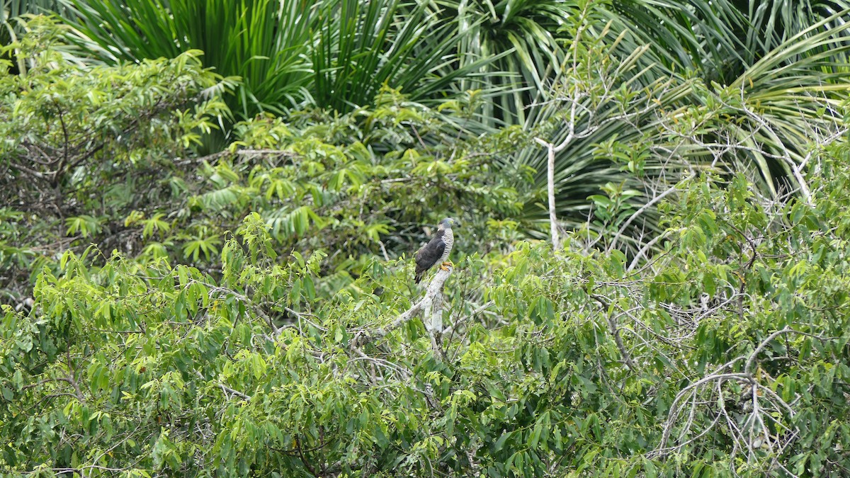 Hook-billed Kite - ML471235581