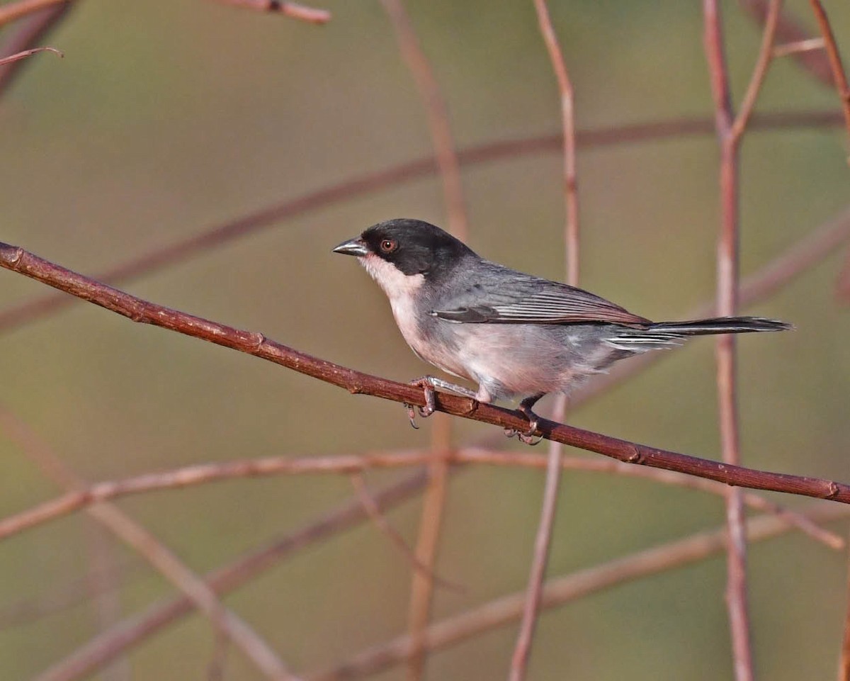 Black-capped Warbling Finch - ML471235721