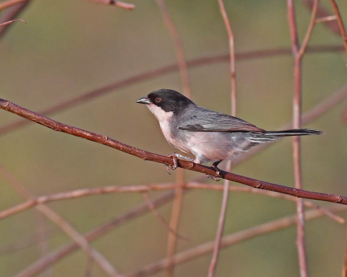 Monterita Cabecinegra - ML471235721