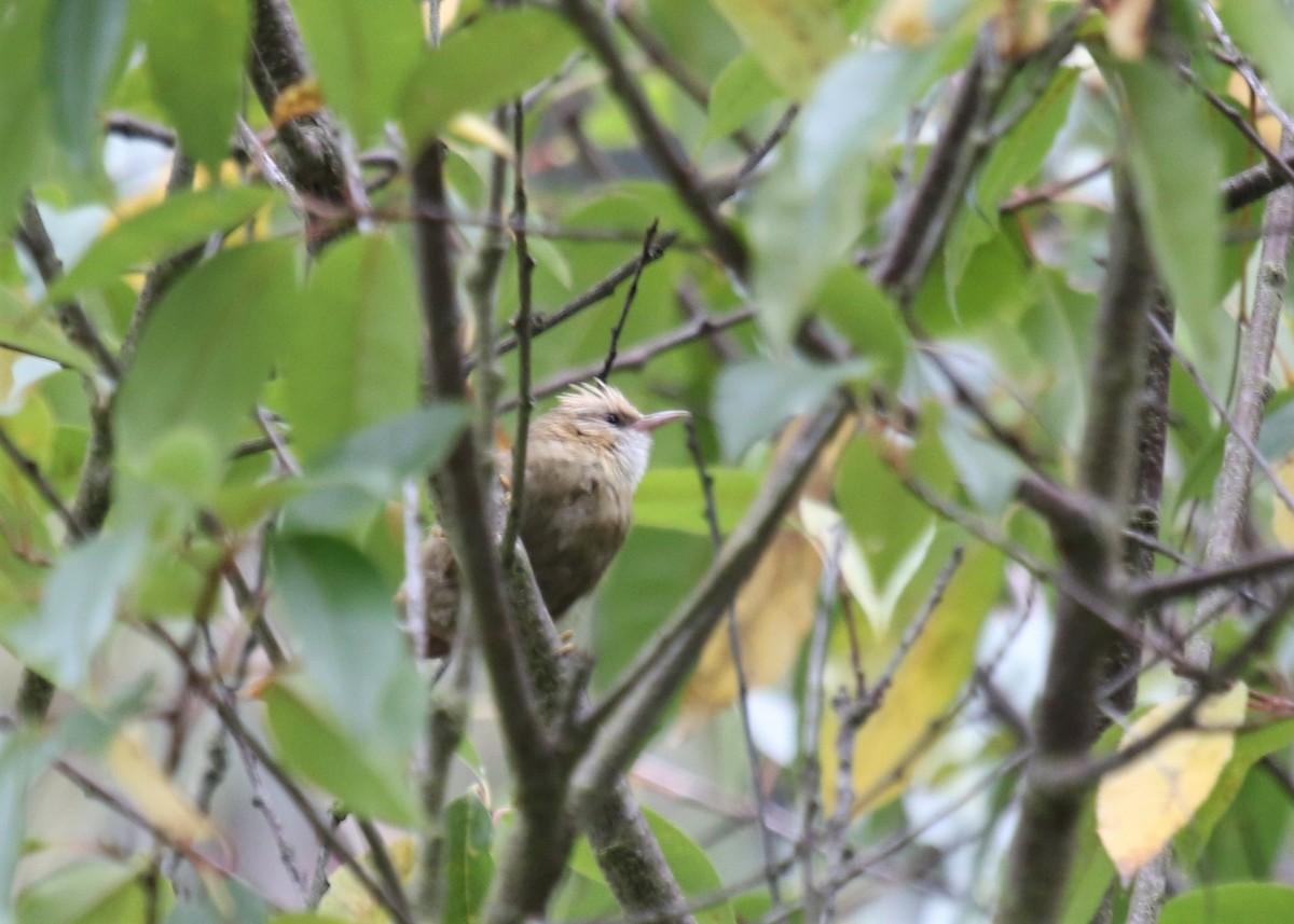 Creamy-crested Spinetail - ML471236071